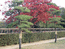 Деревья вдоль дороги около внешних ворот Tamatukuri.