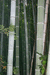Бамбуковый лес на холмах Fushimi Inari.