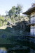 Ландшафтный пруд на заднем дворе Hojo. Виден гигантский пень - остатки древнейших деревьев храма.