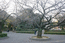 Сакура в парке Уэно.